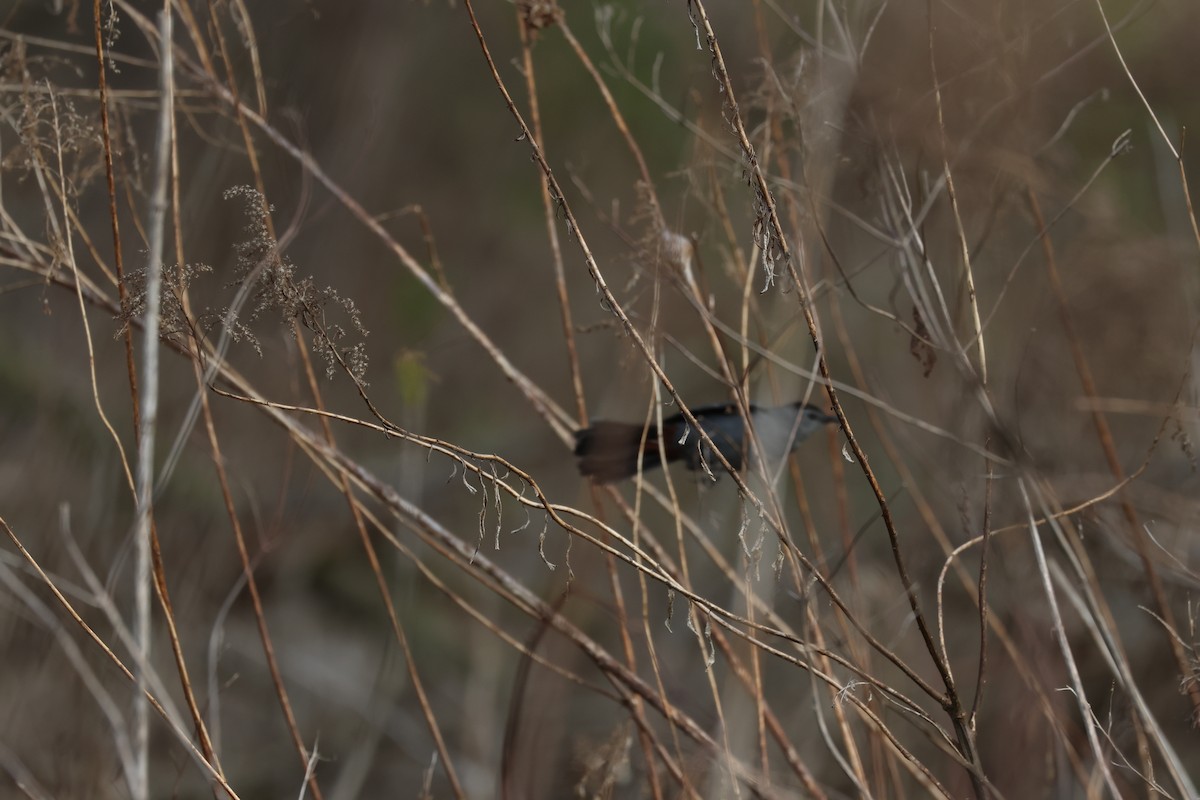 Gray Catbird - ML618323386