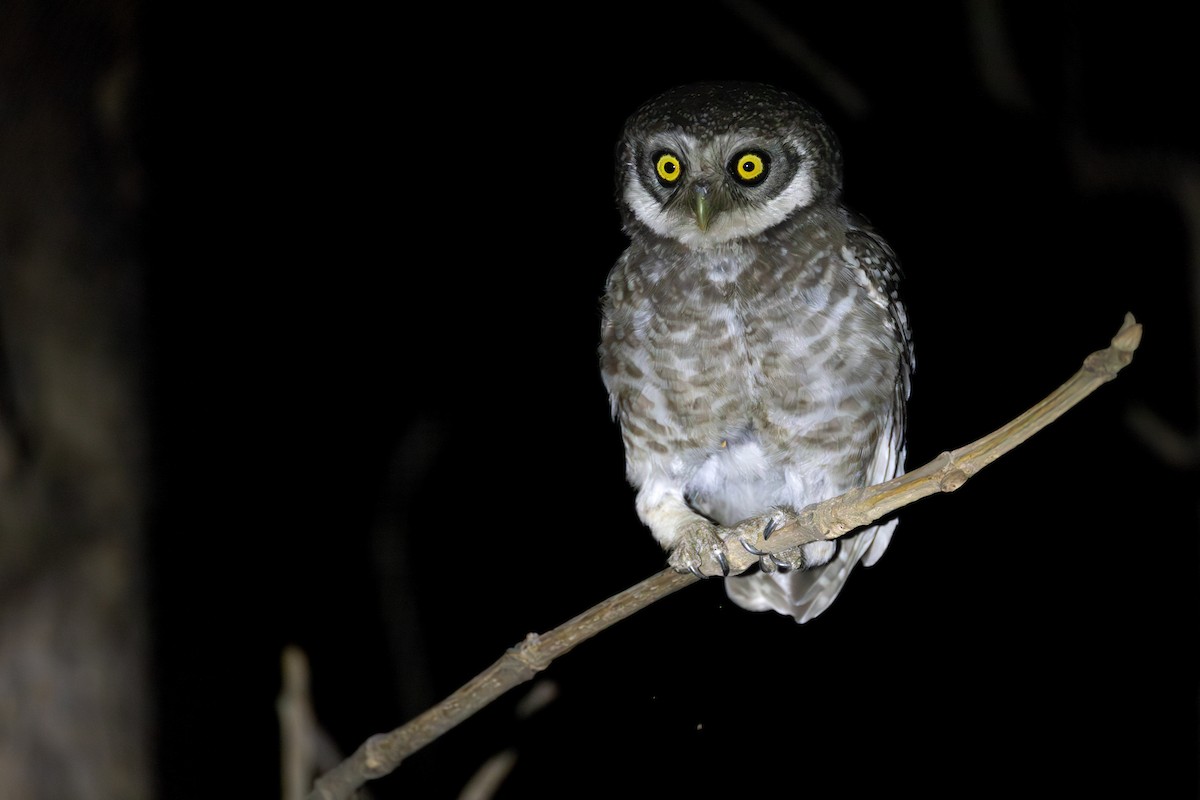 Spotted Owlet - sandip patel