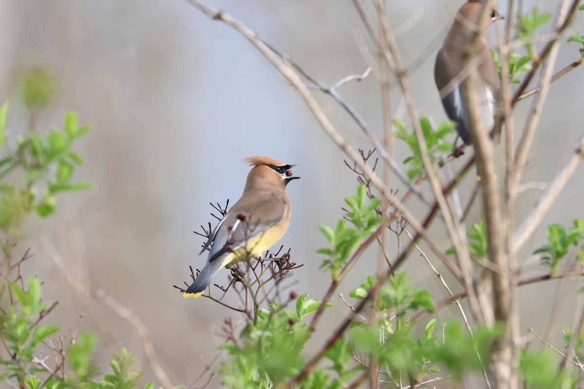 Cedar Waxwing - ML618323395