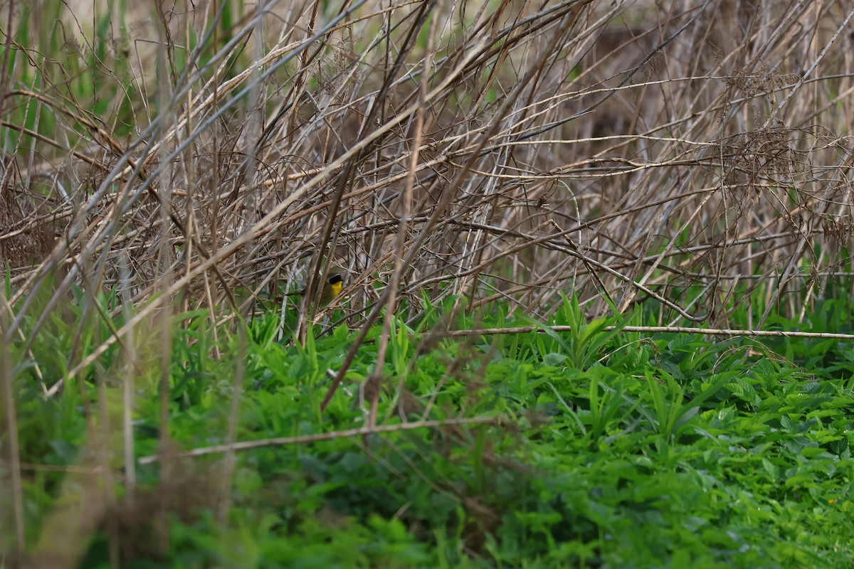 Paruline masquée - ML618323411