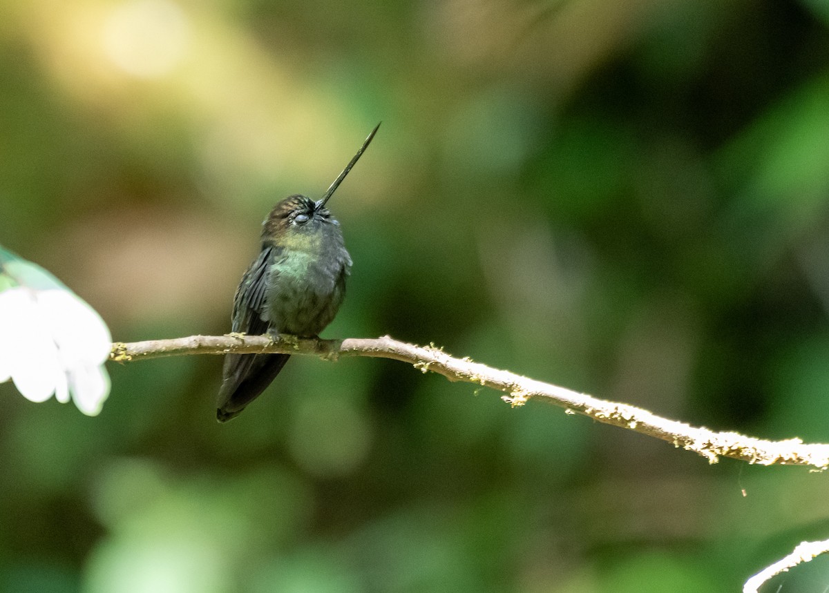 Green-fronted Lancebill - Gustavo Rojas