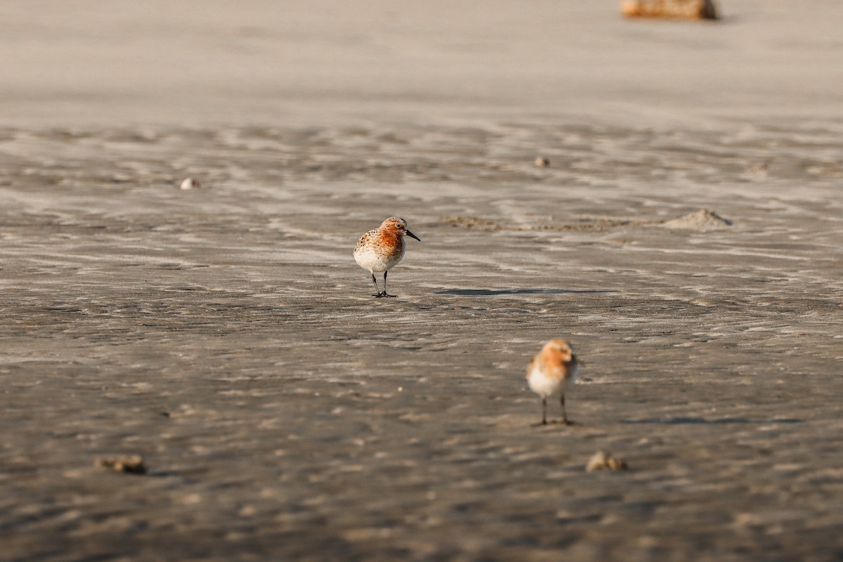 Red-necked Stint - Nitiroj Boonsai