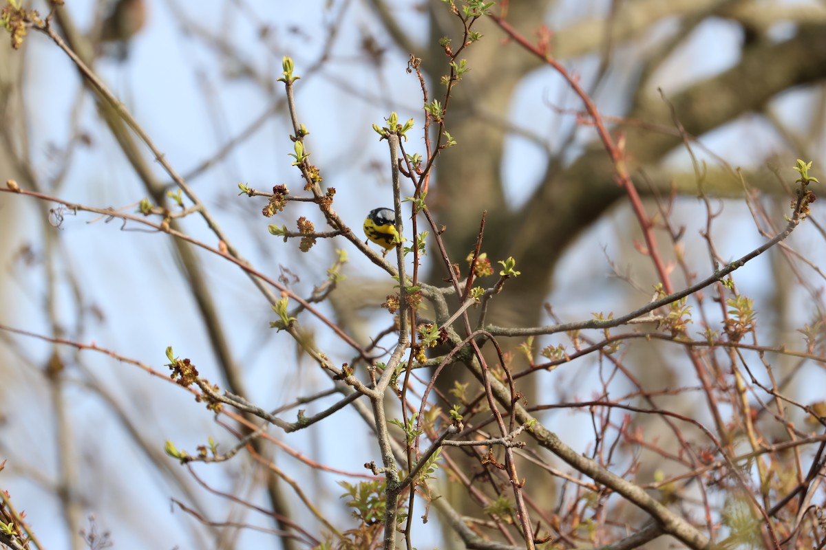 Magnolia Warbler - ML618323433