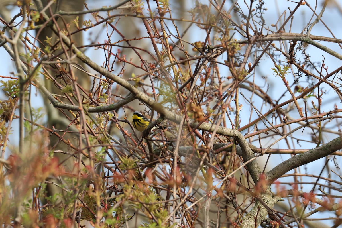 Magnolia Warbler - ML618323435