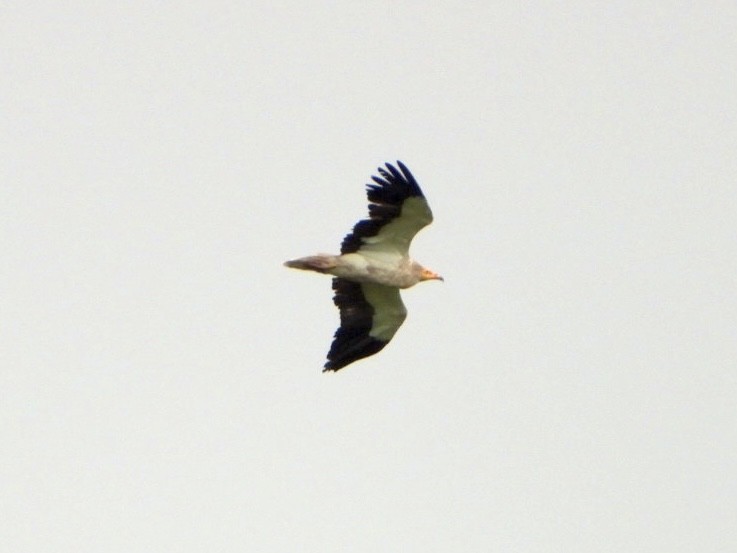 Egyptian Vulture - ML618323446