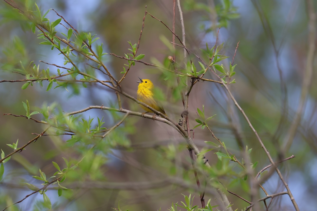 Paruline jaune - ML618323453