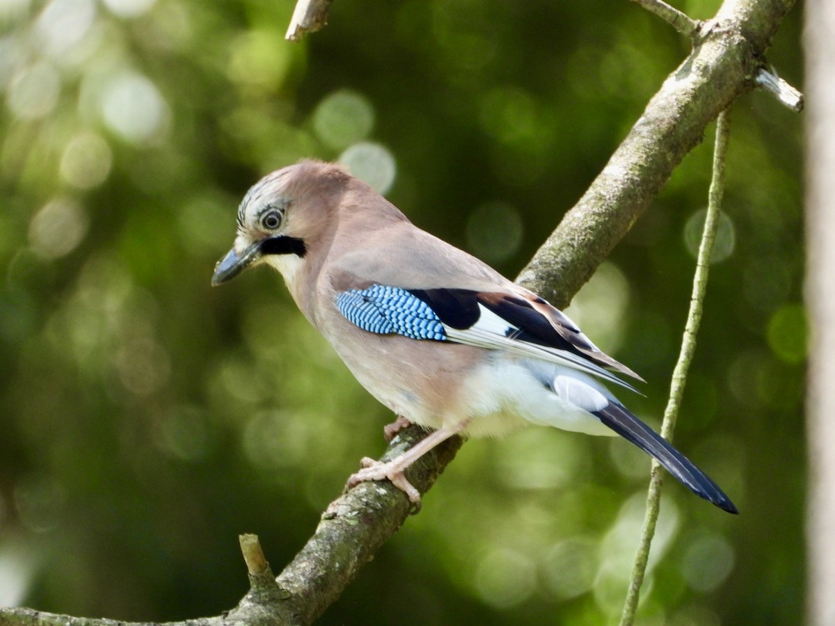 Eurasian Jay - ML618323462