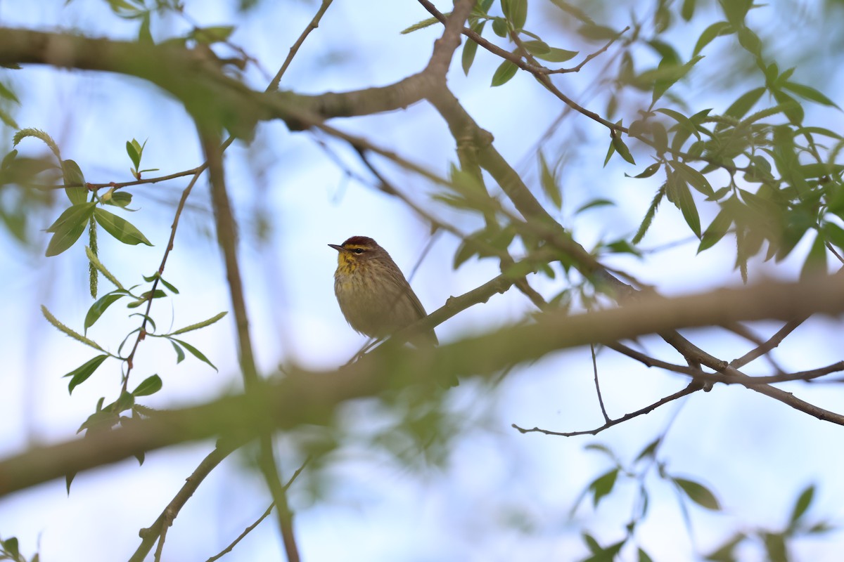 Palm Warbler - ML618323464