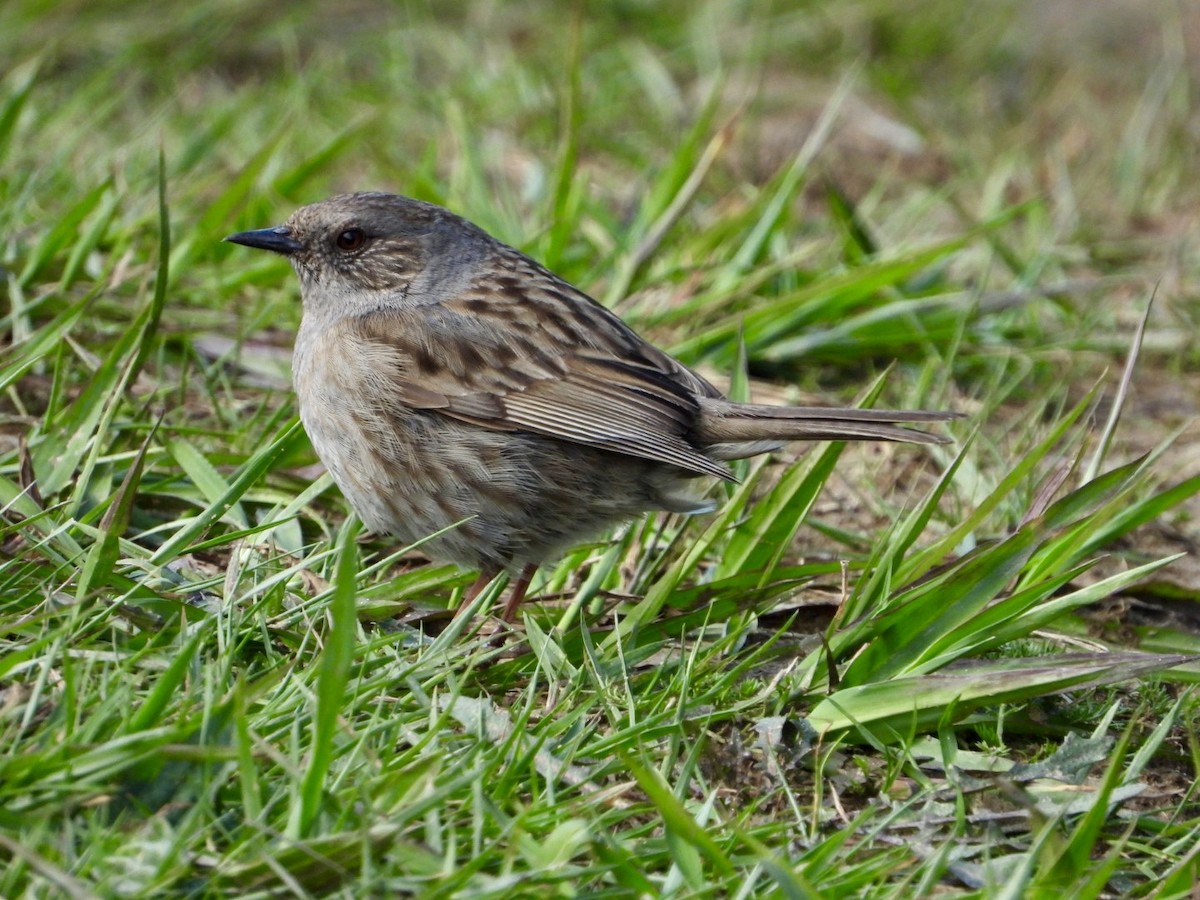 Dunnock - ML618323473