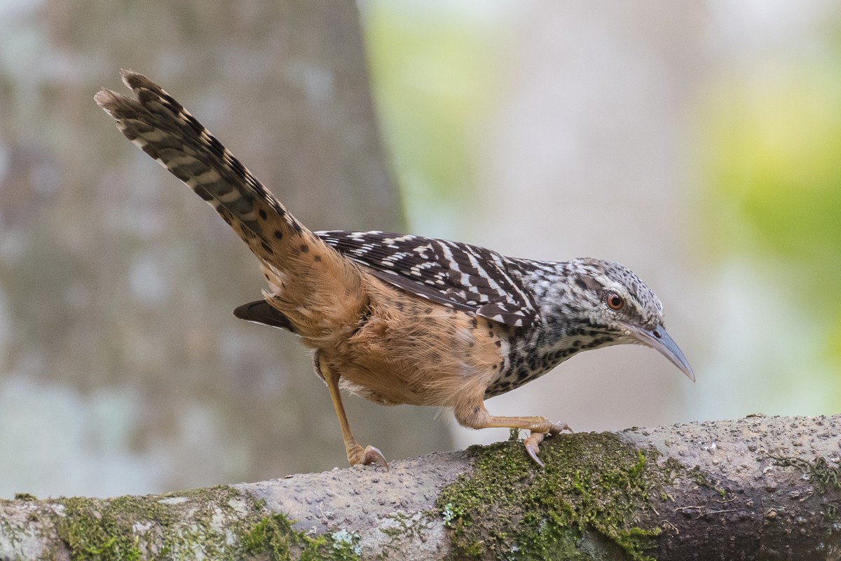 Band-backed Wren - ML618323536