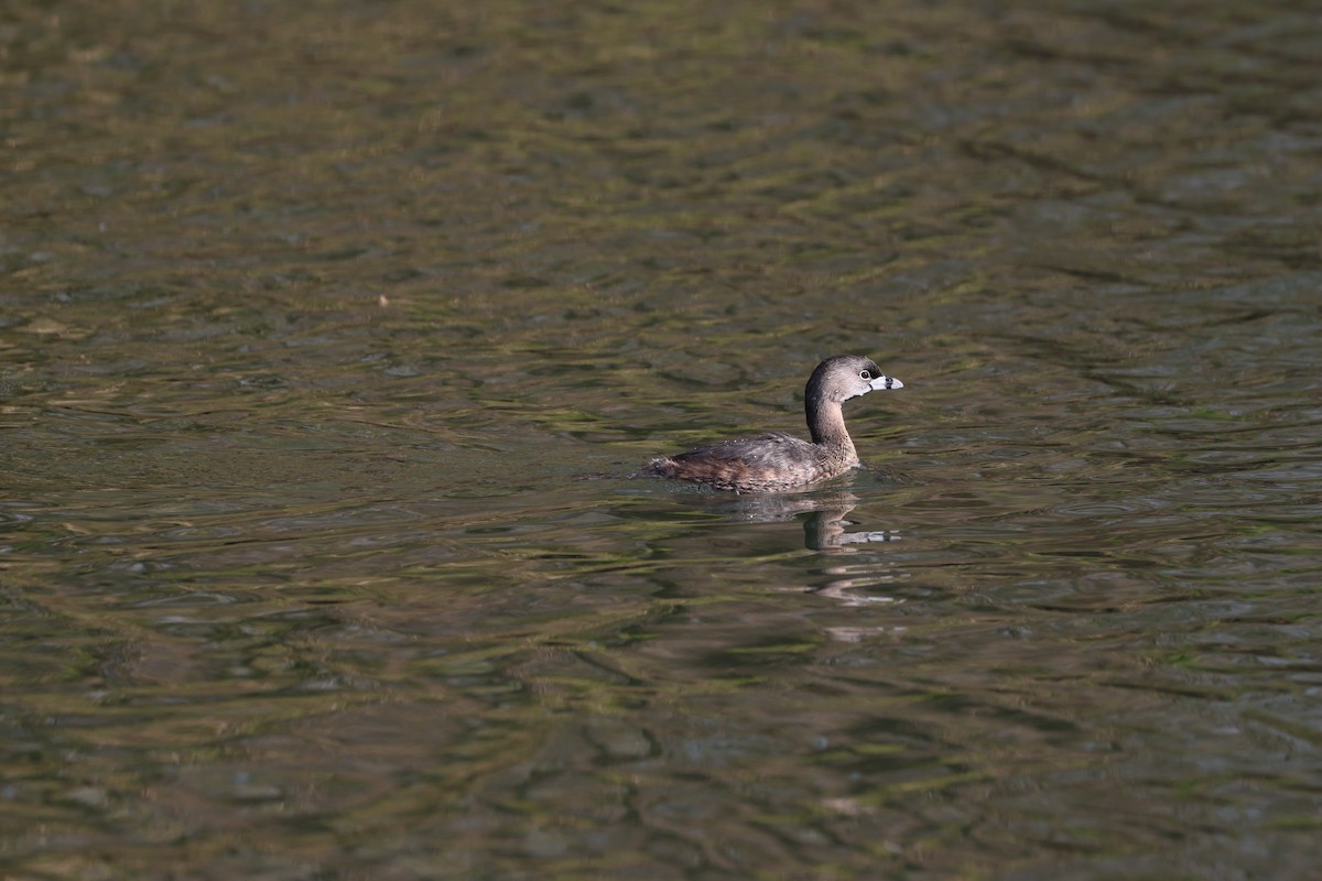 Pied-billed Grebe - Abbey Lewis