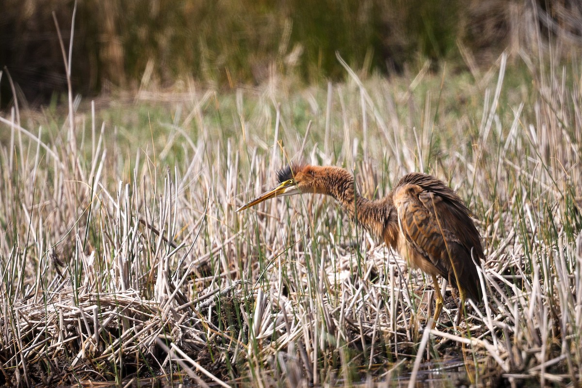 Purple Heron - ML618323558