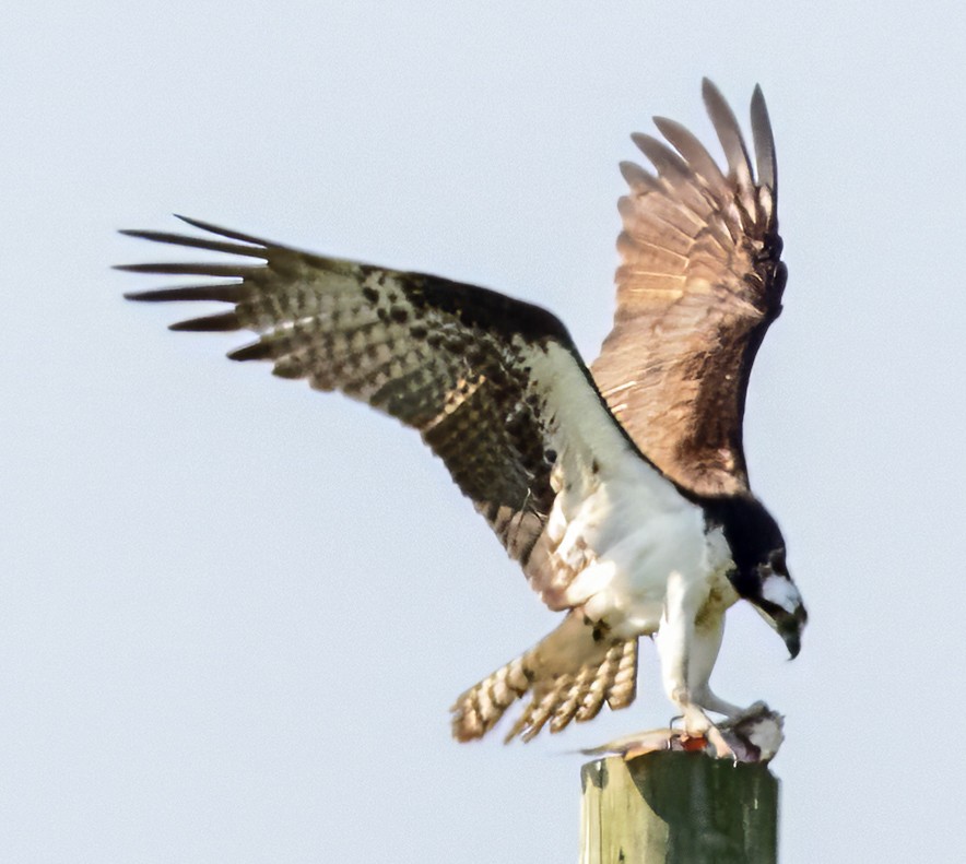 Osprey - Scott Young