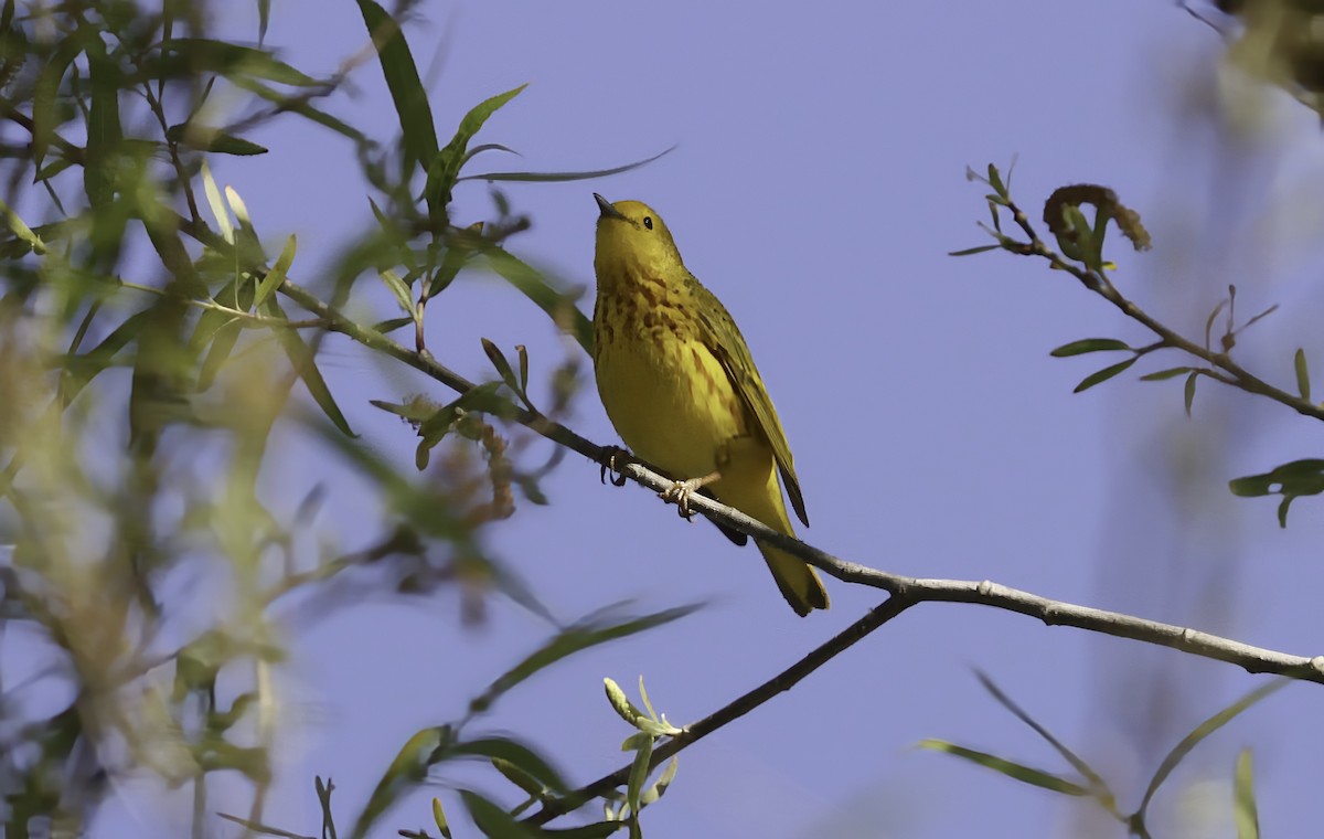 Yellow Warbler - ML618323591