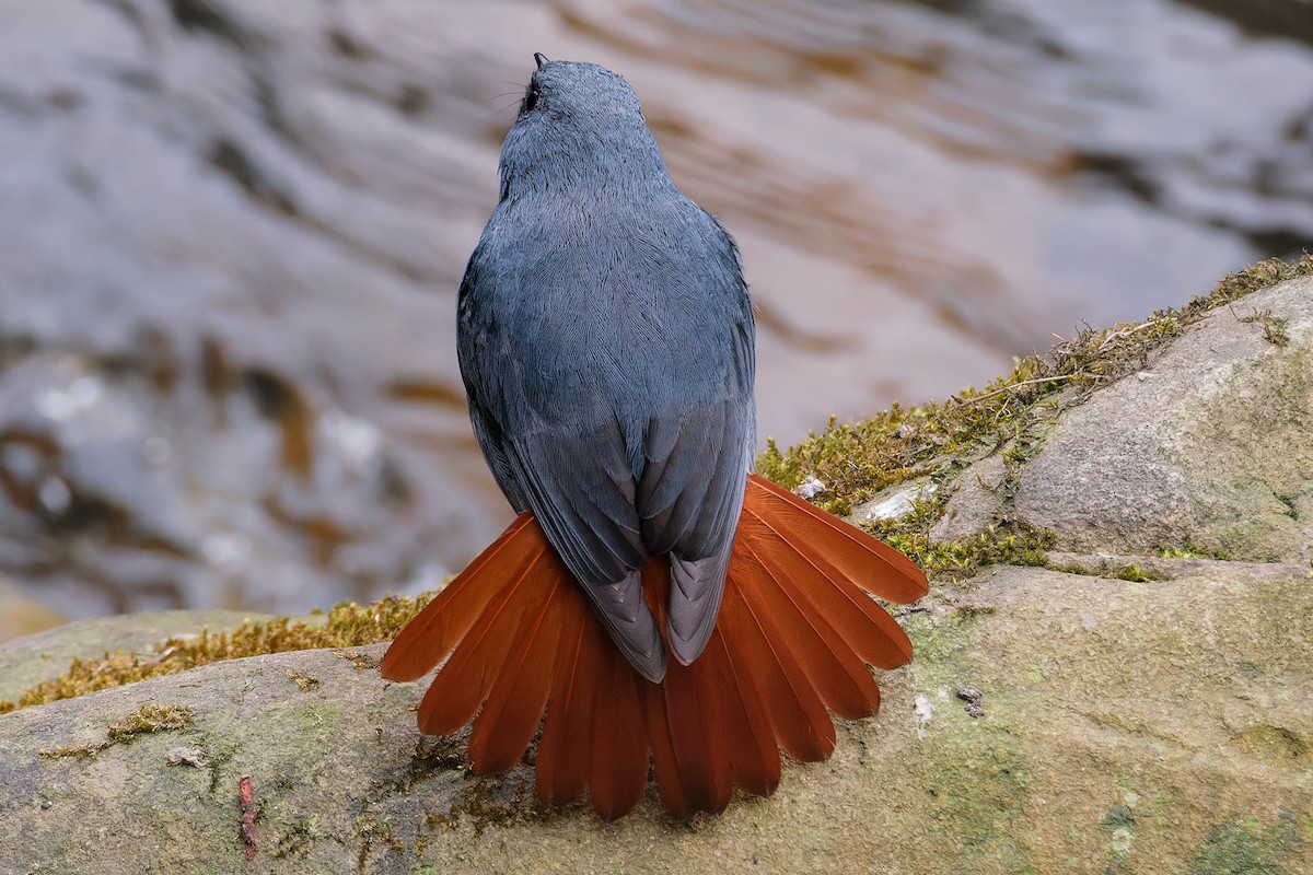 Plumbeous Redstart - ML618323602