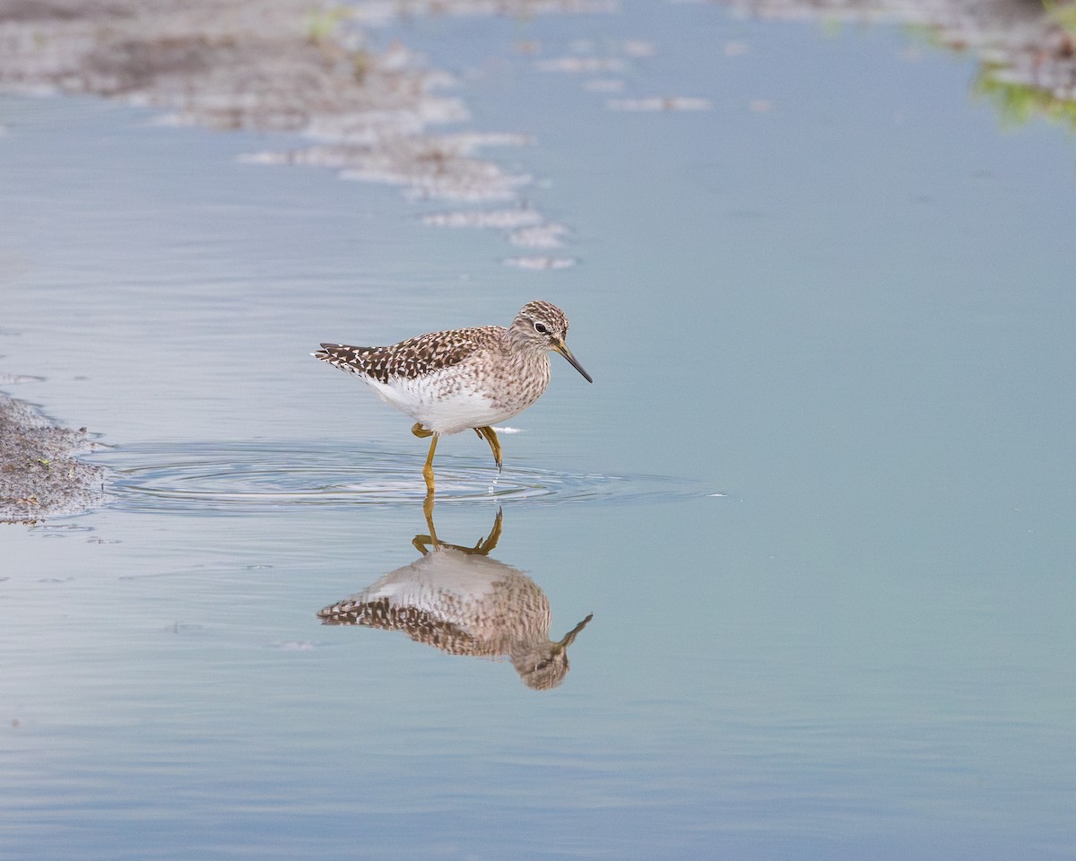 Wood Sandpiper - ML618323643