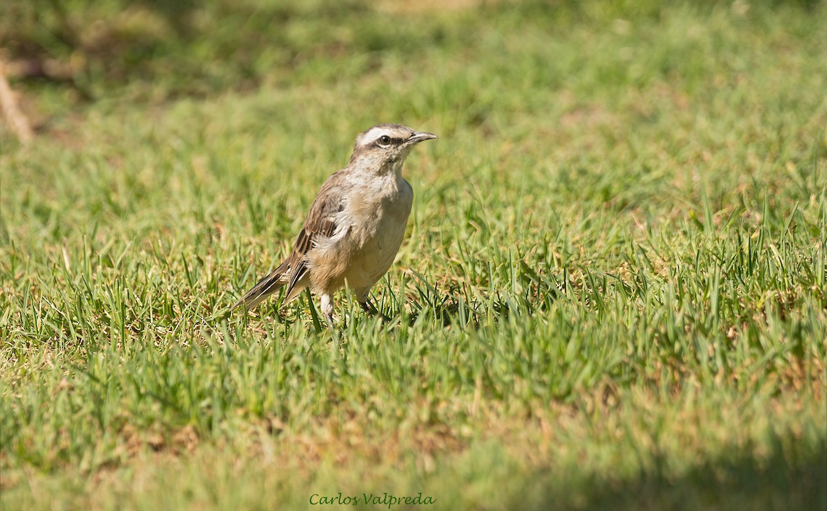 Chalk-browed Mockingbird - Carlos Valpreda