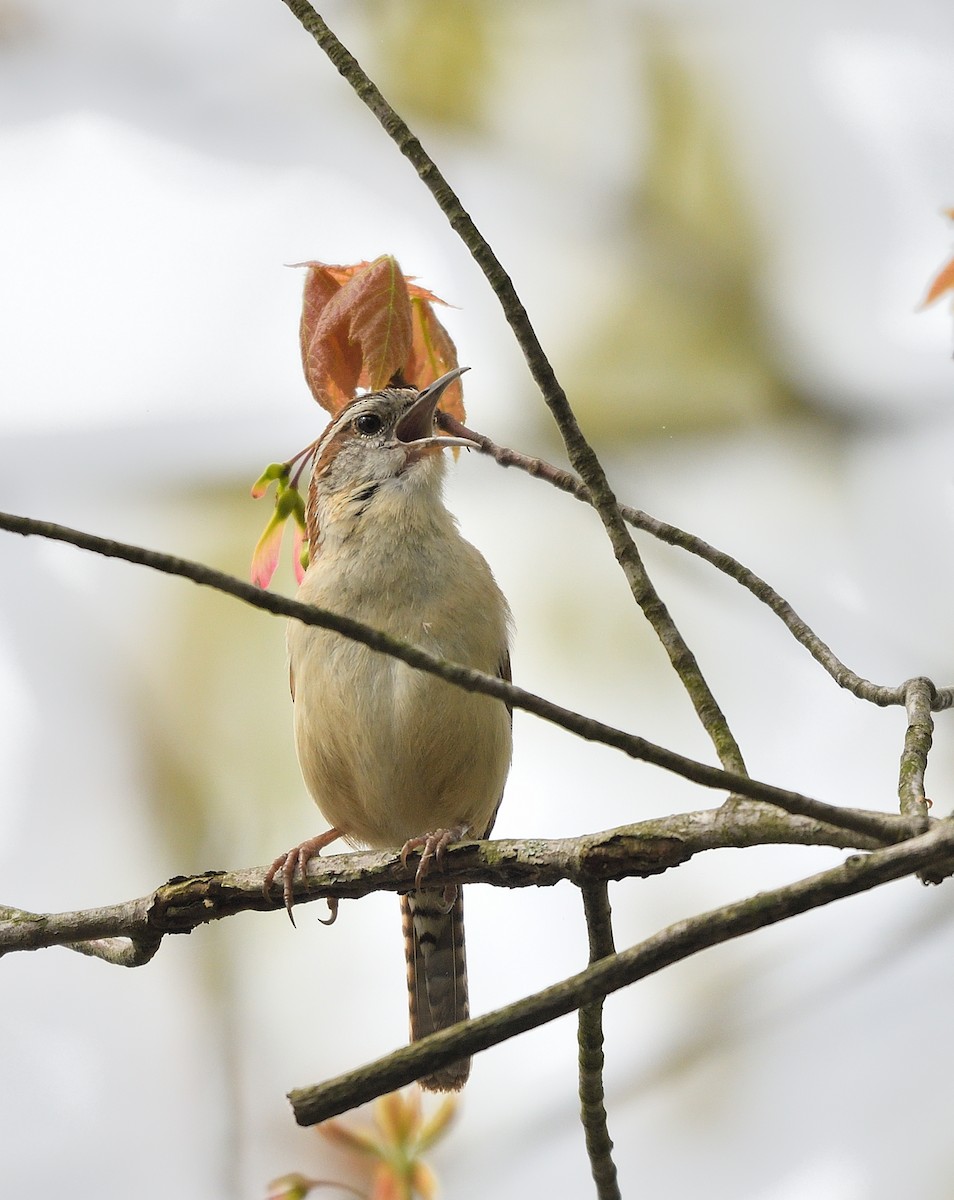 Carolina Wren - ML618323674