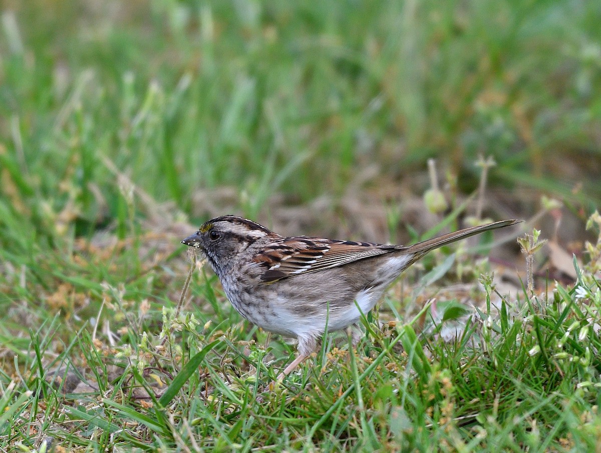 White-throated Sparrow - ML618323700