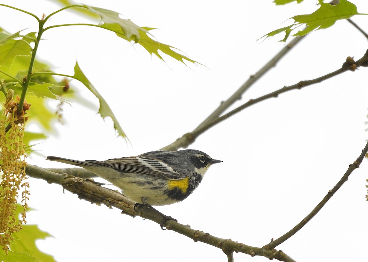 Yellow-rumped Warbler - ML618323730