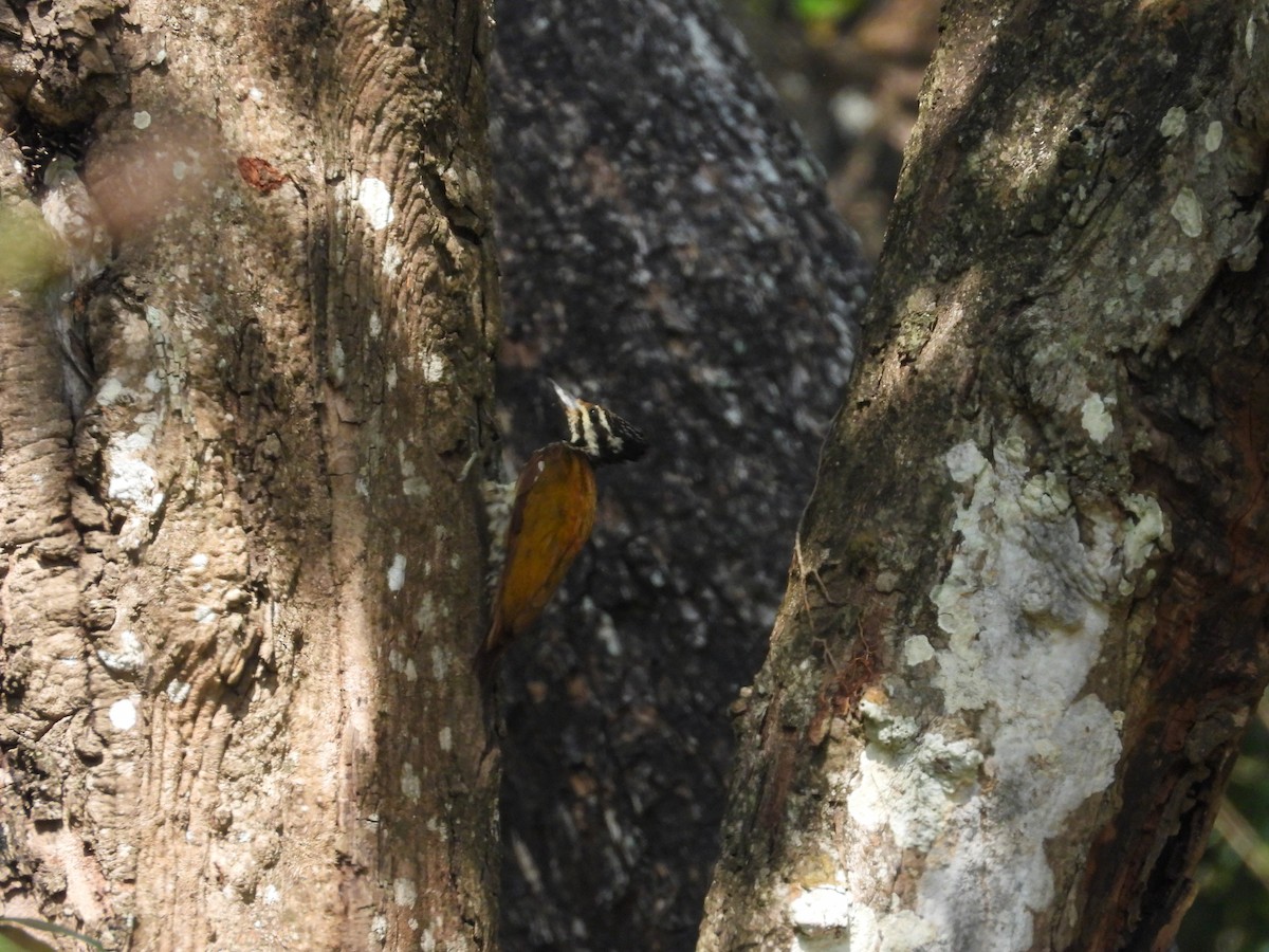 Common Flameback - rajesh M