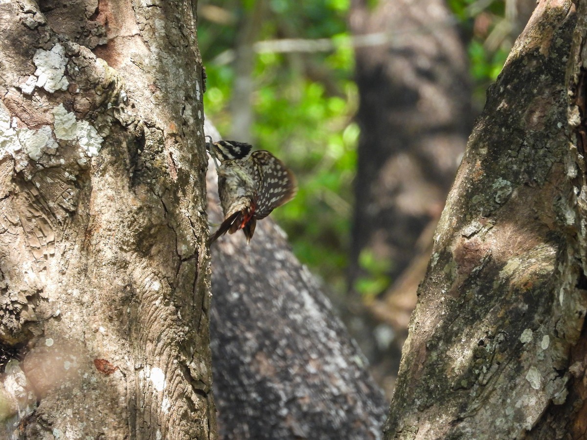 Common Flameback - rajesh M