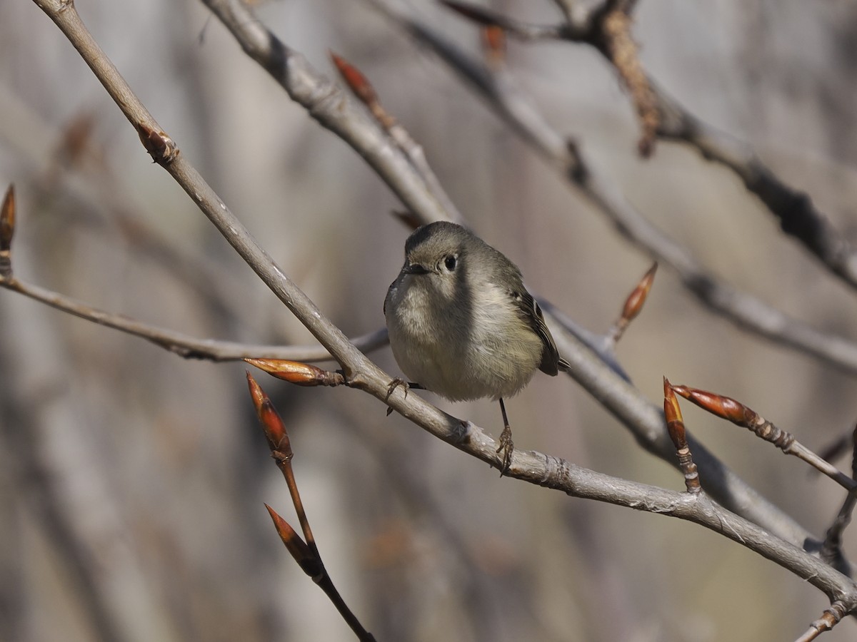 Ruby-crowned Kinglet - ML618323749