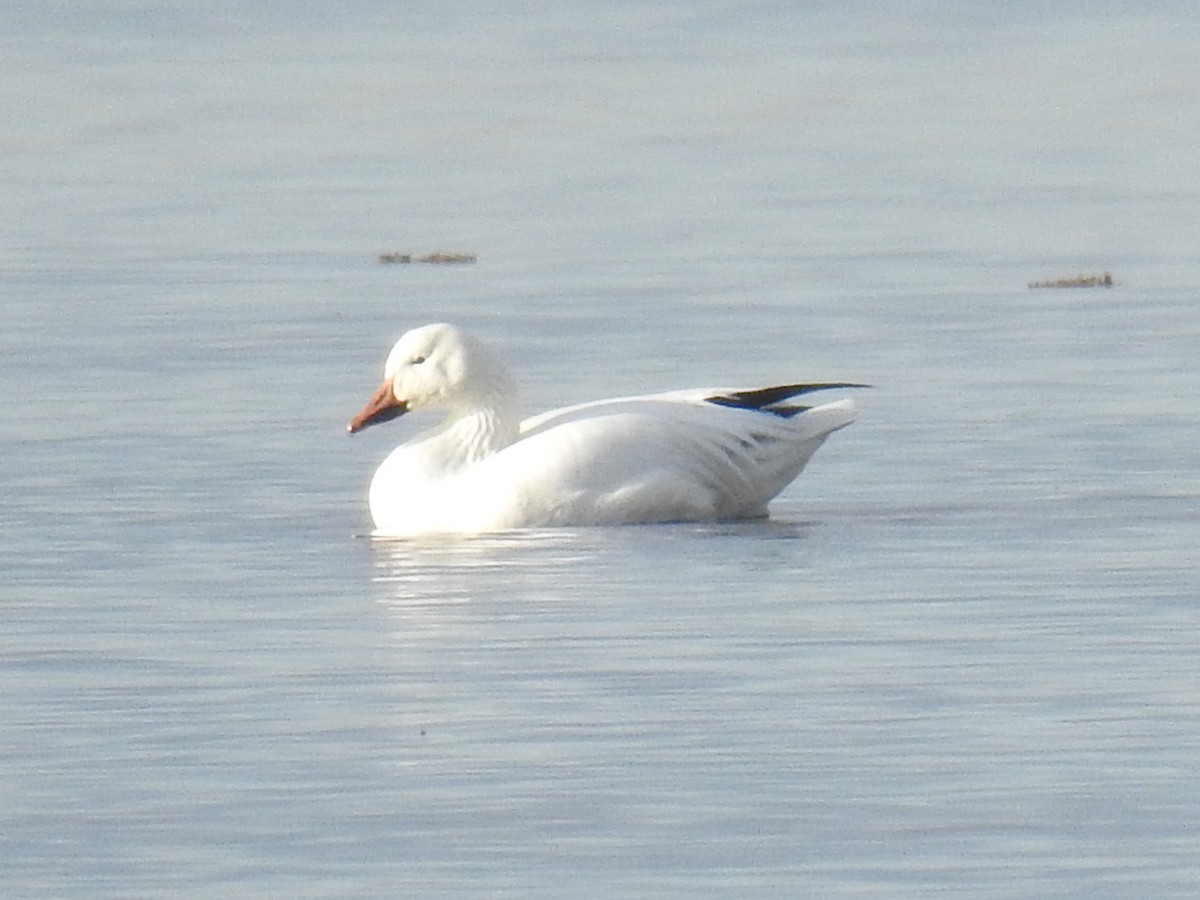 Snow Goose - Jean-Serge Vincent