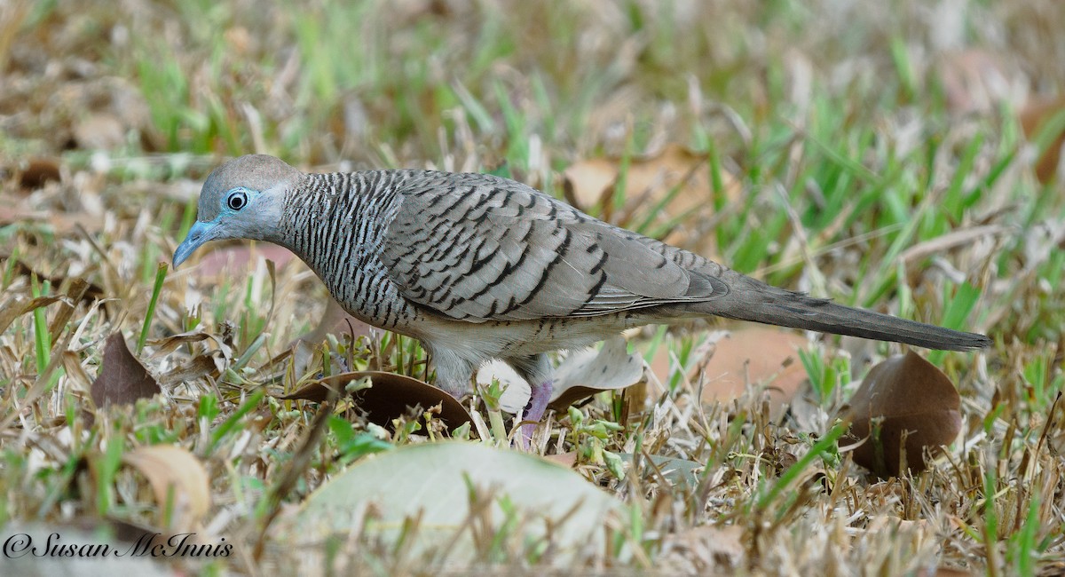 Zebra Dove - ML618323772