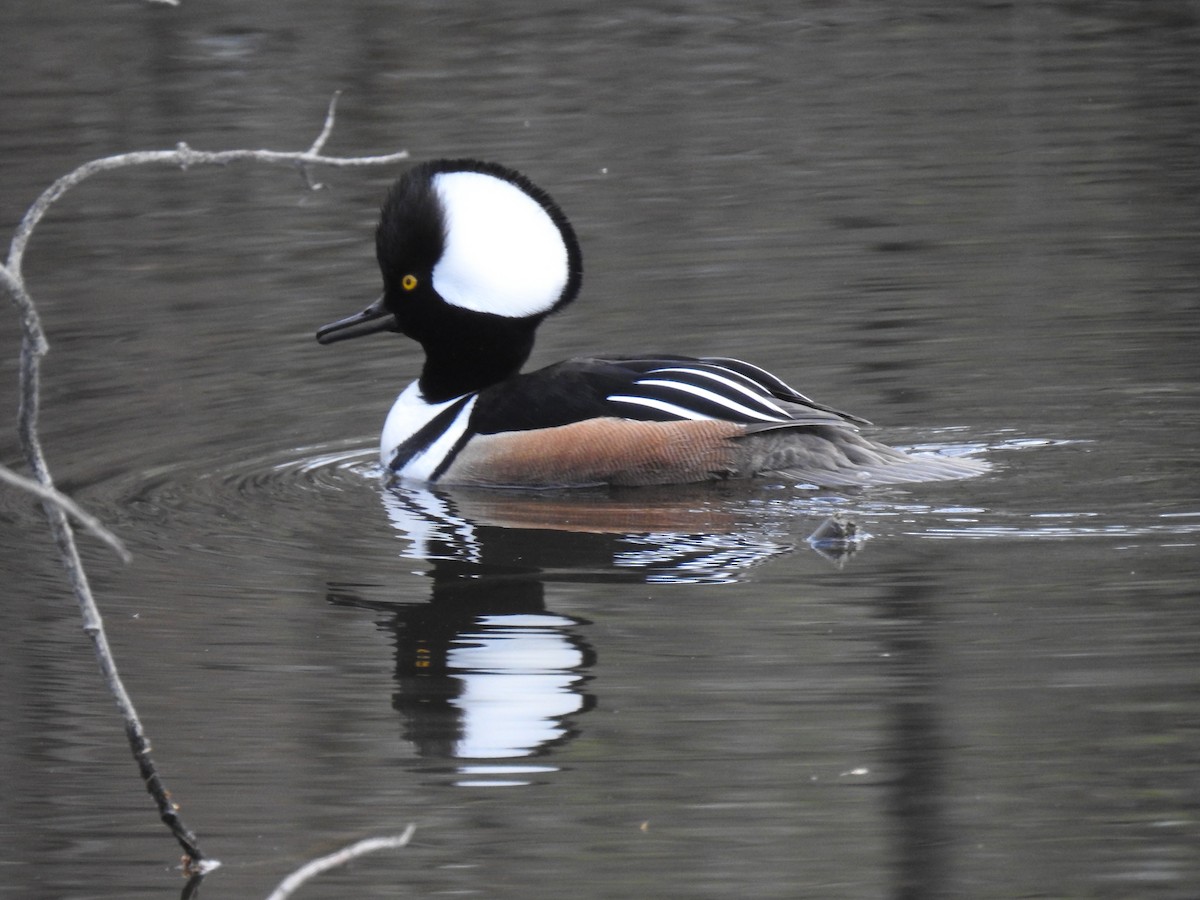 Hooded Merganser - Jean-Serge Vincent