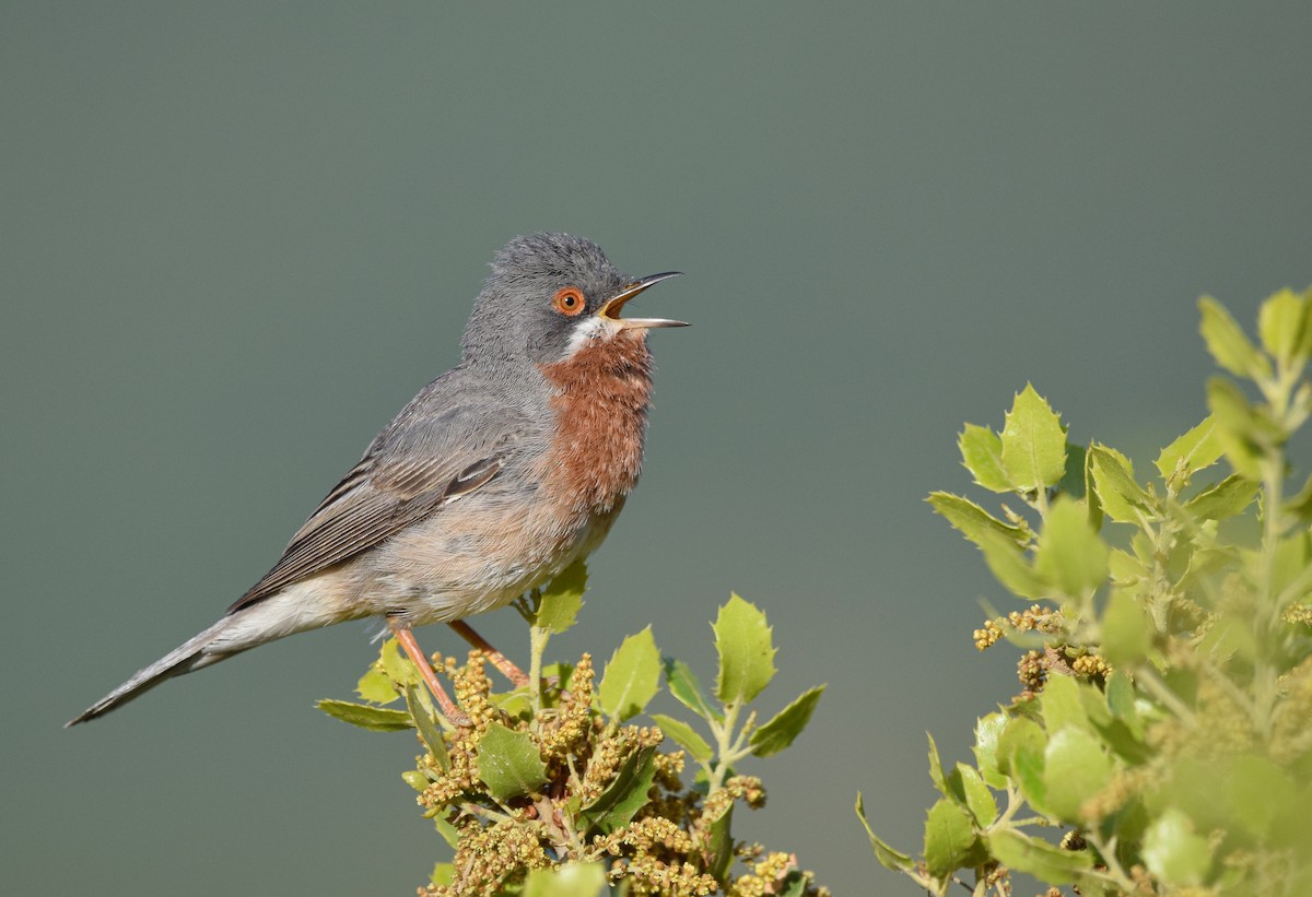 Eastern Subalpine Warbler - ML618323780