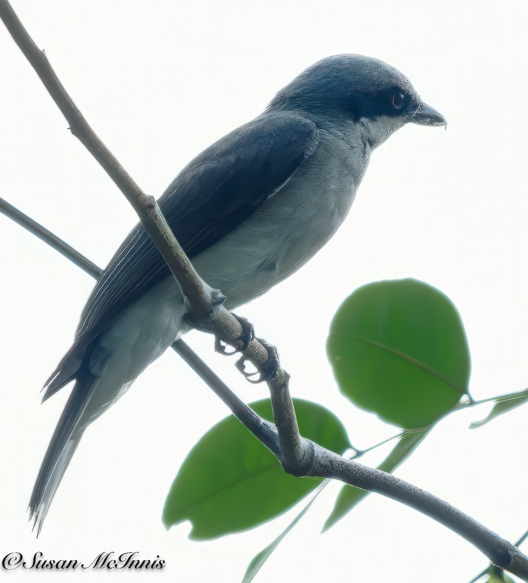 Large Woodshrike - Susan Mac