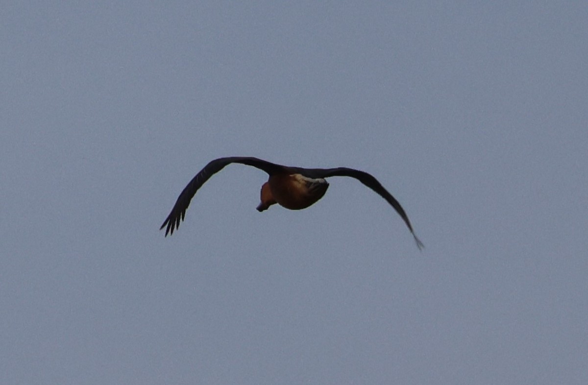 Fulvous Whistling-Duck - ML618323784