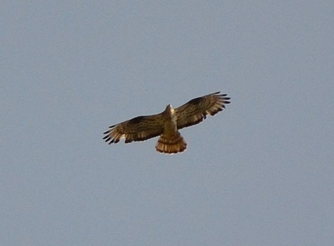 European Honey-buzzard - Jesús Manuel García Luengo