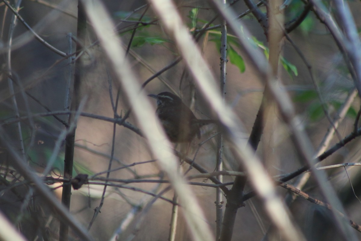 Carolina Wren - ML618323825