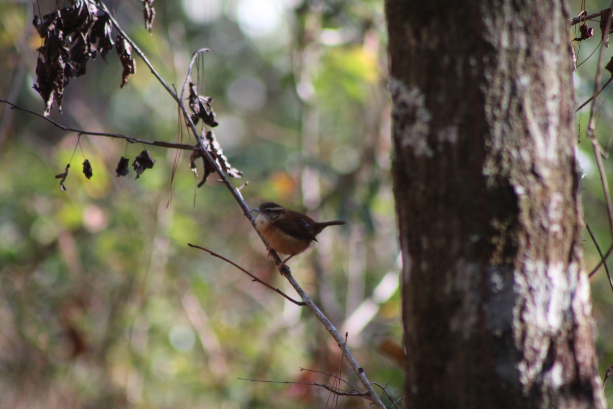 Carolina Wren - ML618323826