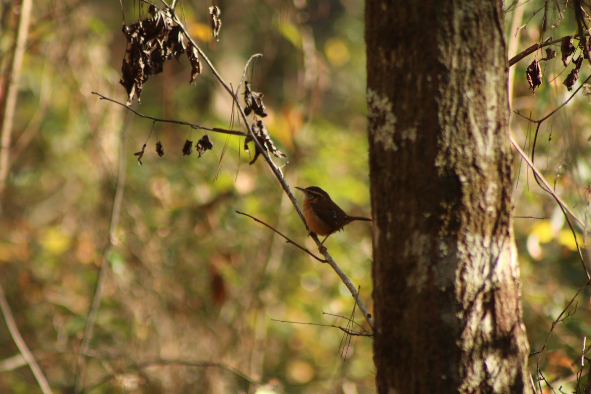 Carolina Wren - ML618323827