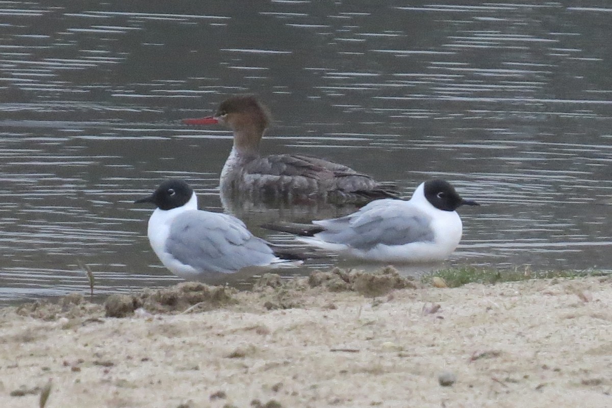 Red-breasted Merganser - ML618323916