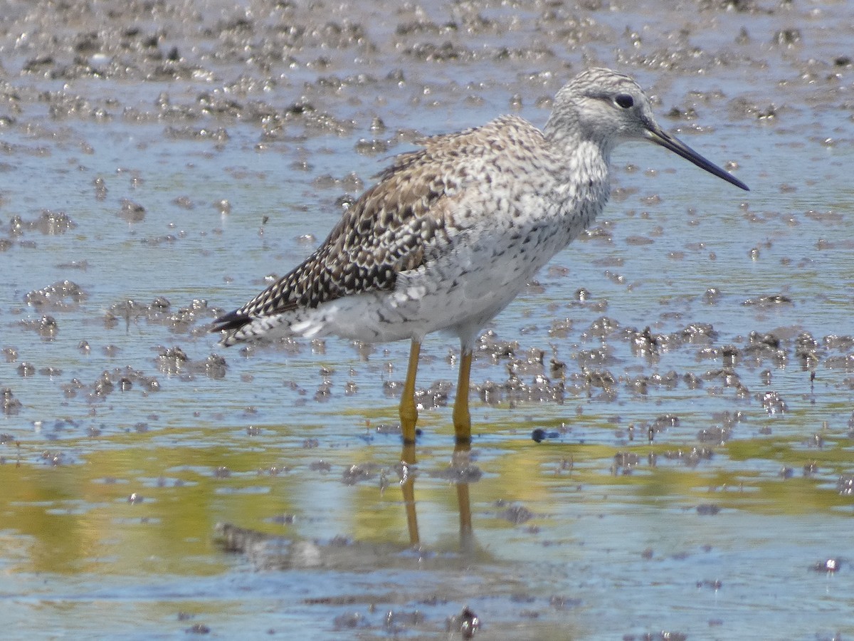 Greater Yellowlegs - Jayden Schirle