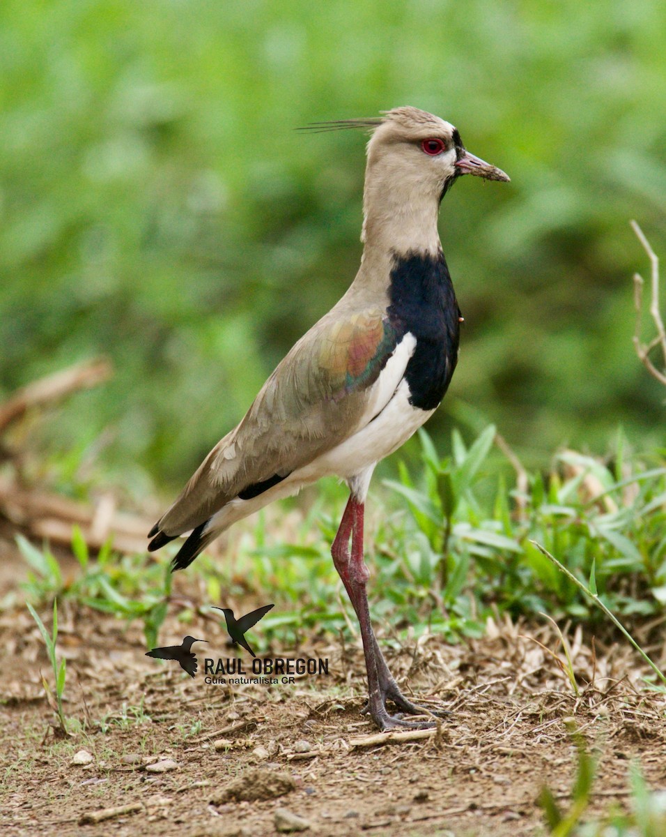 Southern Lapwing - ML618323942