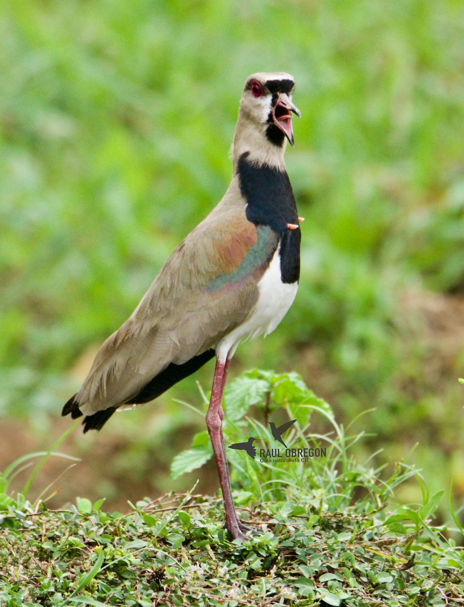 Southern Lapwing - ML618323943