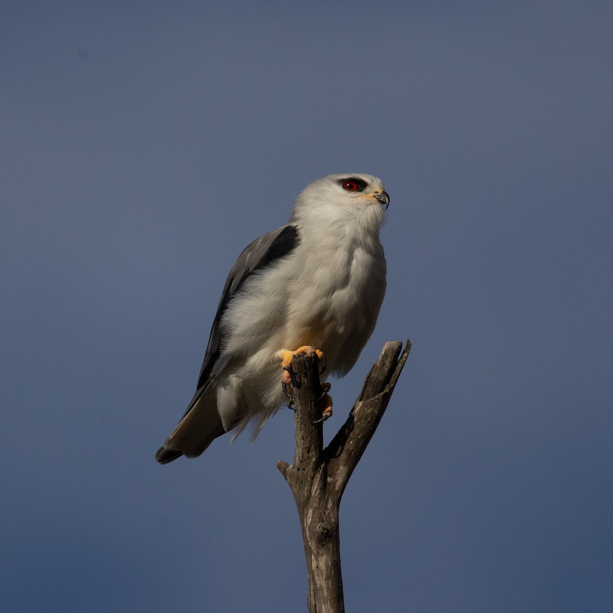 Black-winged Kite (African) - ML618323948