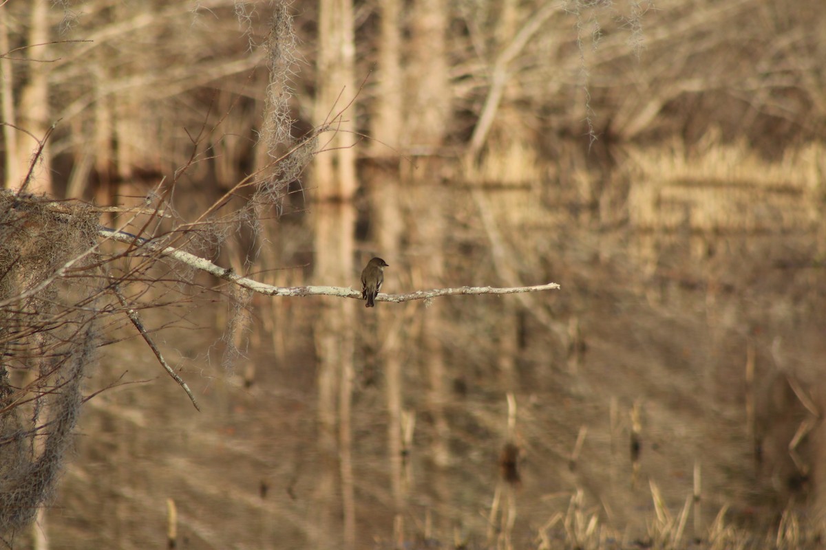 Eastern Phoebe - ML618323949