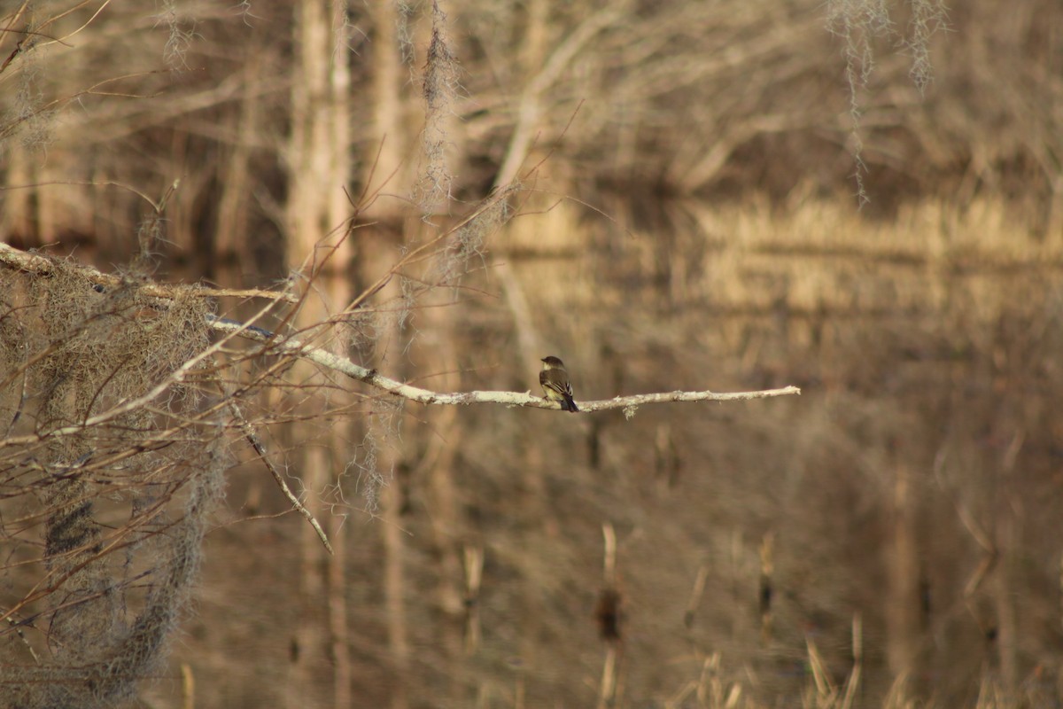 Eastern Phoebe - ML618323950