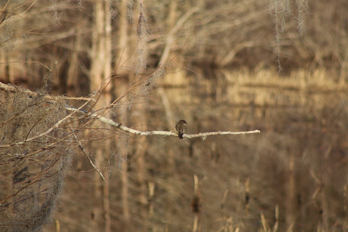 Eastern Phoebe - ML618323951