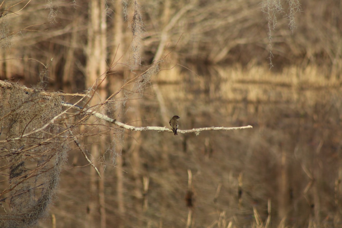 Eastern Phoebe - ML618323952