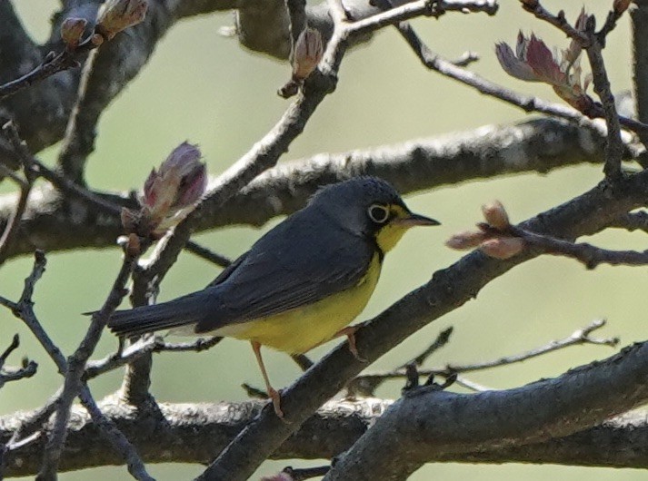 Canada Warbler - Michael Plauché