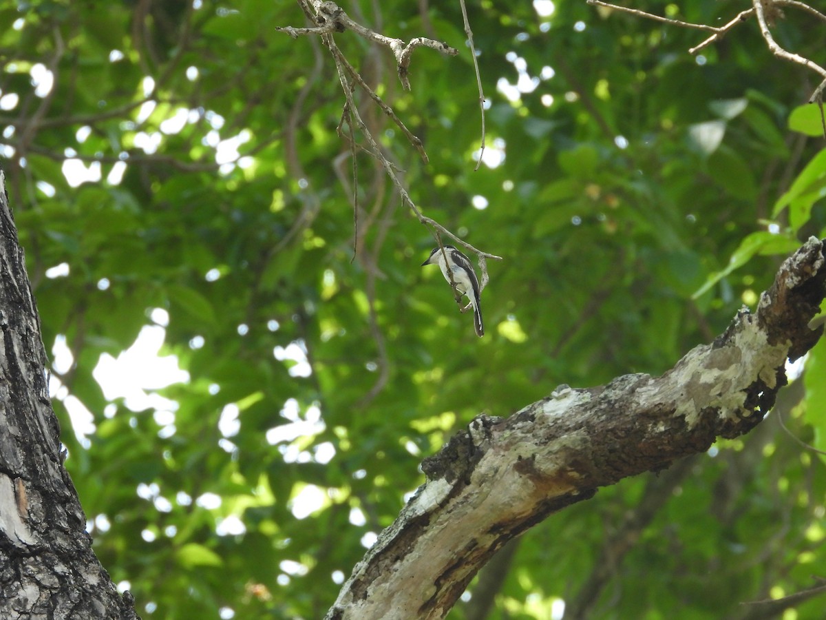 Bar-winged Flycatcher-shrike - ML618323971