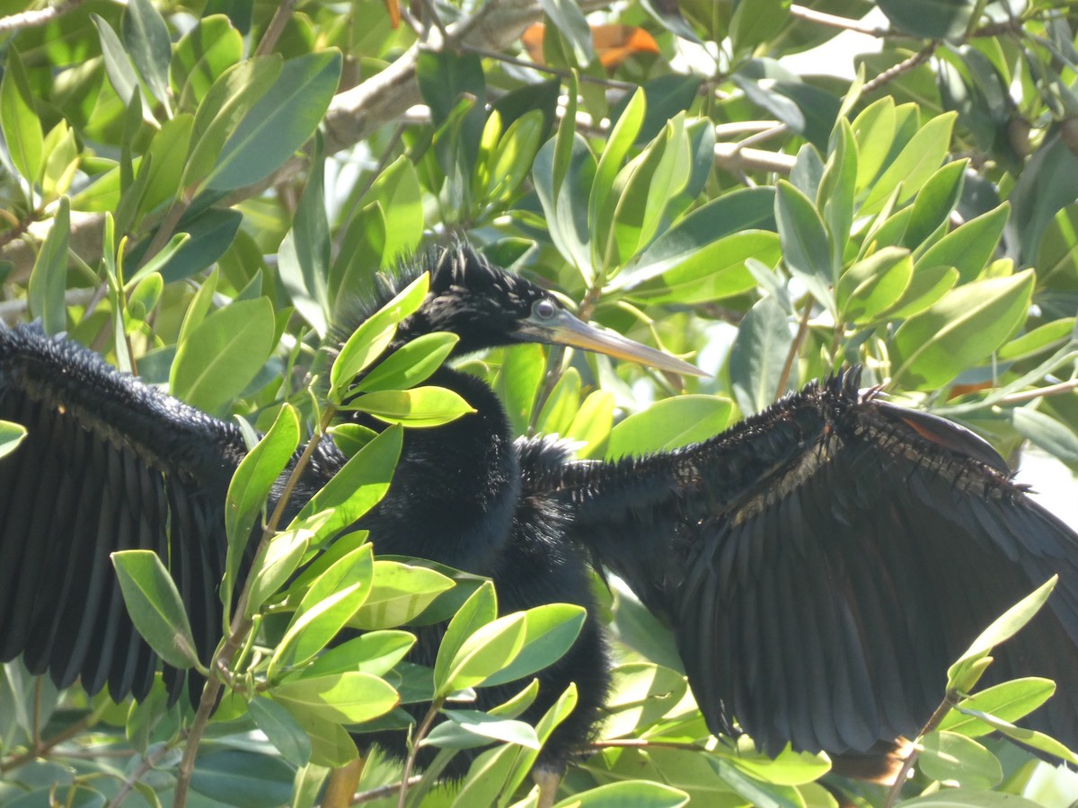 Anhinga - Jayden Schirle