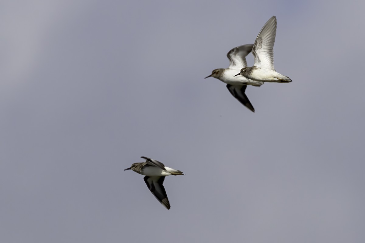 Least Sandpiper - Mel Green